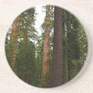 Mariposa Grove im Yosemite National Park Getränkeuntersetzer