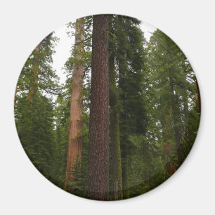Mariposa Grove im Yosemite National Park Magnet