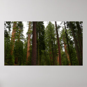 Mariposa Grove im Yosemite National Park Poster