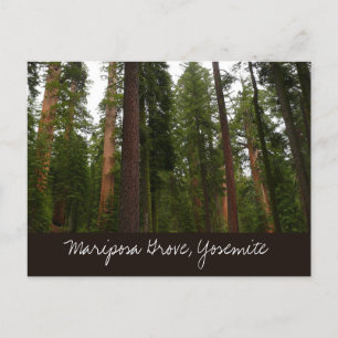 Mariposa Grove im Yosemite National Park Postkarte