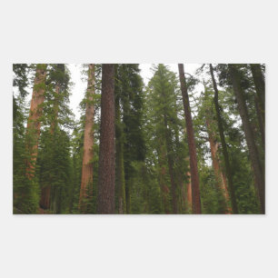 Mariposa Grove im Yosemite National Park Rechteckiger Aufkleber