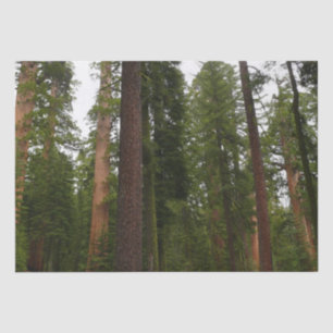 Mariposa Grove im Yosemite National Park Seidenpapier
