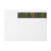 Mariposa Grove im Yosemite-Nationalpark (Rückseite)