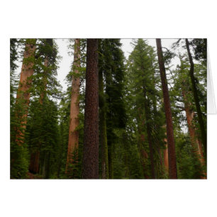 Mariposa Grove im Yosemite-Nationalpark