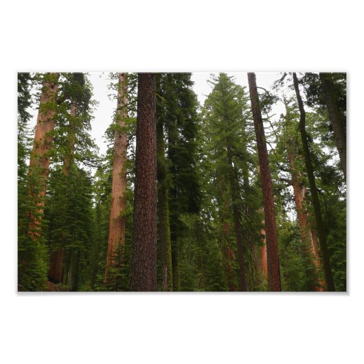 Mariposa Grove im Yosemite-Nationalpark Fotodruck (Vorne)