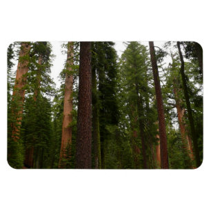 Mariposa Grove im Yosemite-Nationalpark Magnet