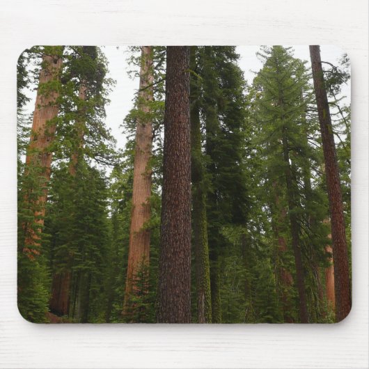 Mariposa Grove im Yosemite-Nationalpark Mousepad (Vorne)