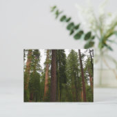 Mariposa Grove im Yosemite-Nationalpark Postkarte (Stehend Vorderseite)
