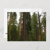 Mariposa Grove im Yosemite-Nationalpark Postkarte (Vorne/Hinten)