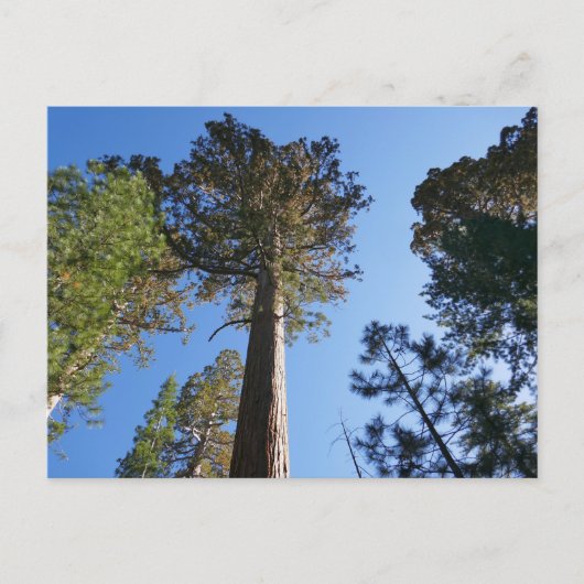 Mariposa Grove Postkarte (Vorderseite)