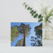 Mariposa Grove Postkarte (Stehend Vorderseite)
