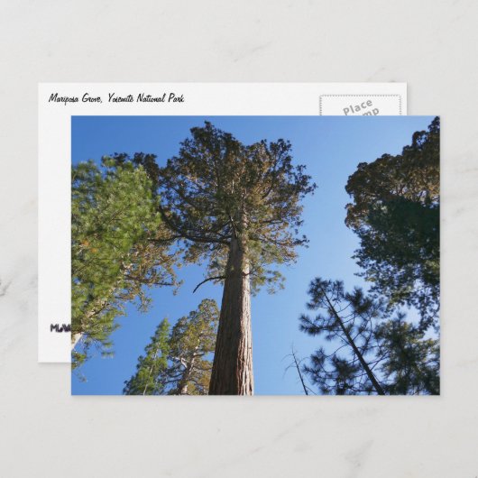 Mariposa Grove Postkarte (Vorne/Hinten)