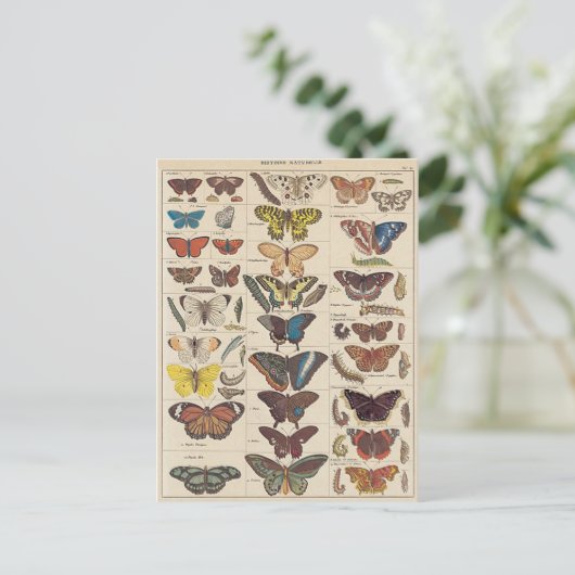 Mariposas Postkarte (Stehend Vorderseite)