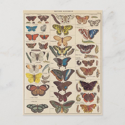 Mariposas Postkarte (Vorderseite)