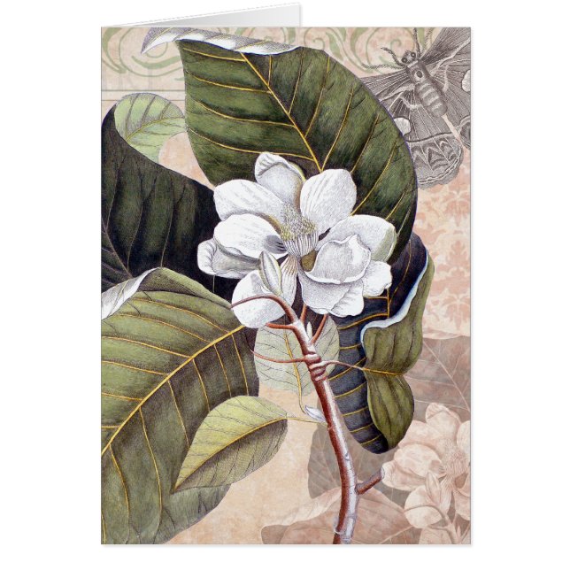 Mark Catesby Magnolia Vintage Eleganz (Vorne)