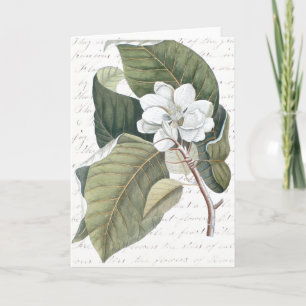 Mark Catesby Magnolie Collage mit Essay über Blume Karte
