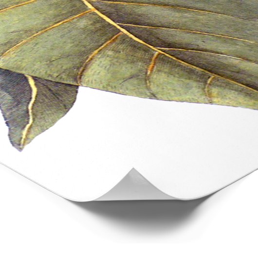 Mark Catesby: White Magnolia Antique Botanical Poster (Ecke)