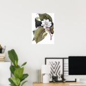 Mark Catesby: White Magnolia Antique Botanical Poster (Heimbüro)