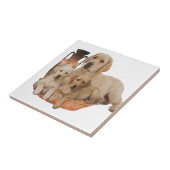 Markardor Retriever Fliese (Seite)