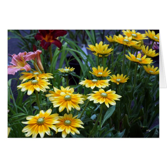 Market Bouquet, Sieze the Daisies (Vorderseite (Horizontal))
