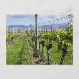 Marlborough Vineyard, Neuseeland - Postcard Postkarte