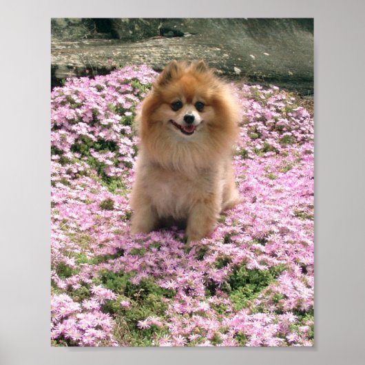 Marley mit rosa Blume Poster (Vorne)