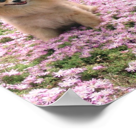 Marley mit rosa Blume Poster (Ecke)