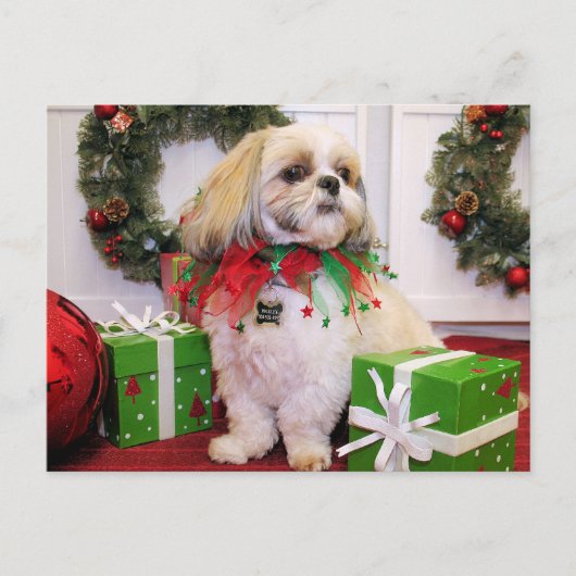 Marley - Shih Tzu - Robbins Postkarte (Vorderseite)