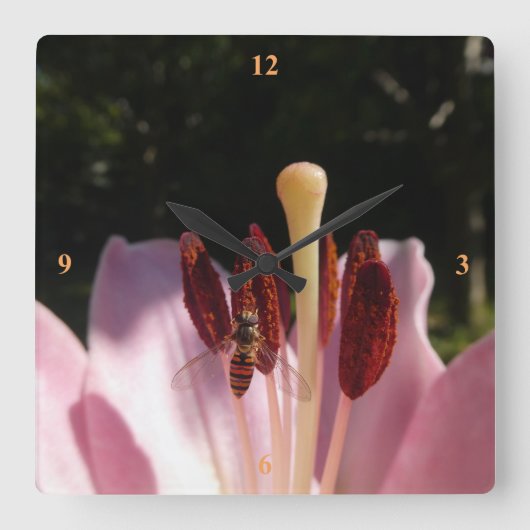 Marmalade Hoverfly - Episyrphus balteatus Quadratische Wanduhr (Vorderseite)