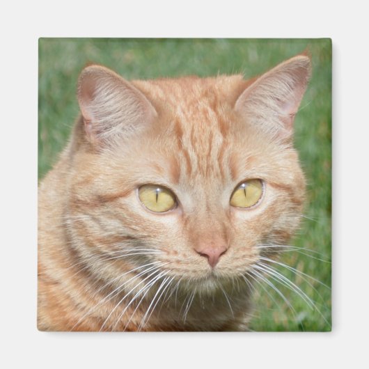 Marmalady in der Sonne Magnet (Vorne)