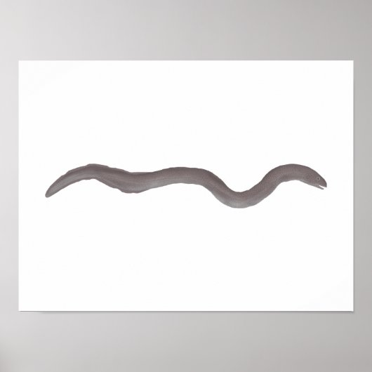 Marmorierter Sumpfaal Poster (Vorne)