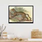 Marmorkatze Poster (Küche)