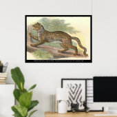 Marmorkatze Poster (Heimbüro)