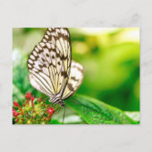 Marmorschmetterling Postkarte (Vorderseite)