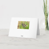 Marmorweißer Schmetterling auf Gras Karte (Rückseite)
