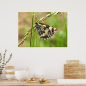 Marmorweißer Schmetterling auf Gras Poster (Küche)
