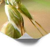 Marmorweißer Schmetterling auf Gras Poster (Ecke)