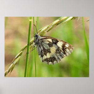 Marmorweißer Schmetterling auf Gras Poster