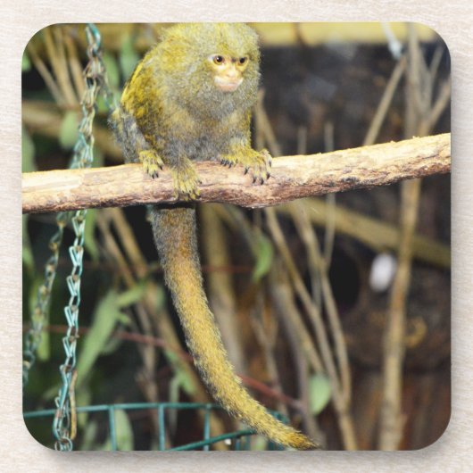 Marmoset-Affe auf Warnung, Untersetzer (Vorderseite)