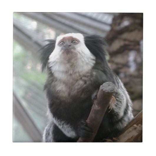 Marmoset Fliese (Vorderseite)