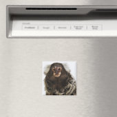 Marmoset in Weiß, nah, Studio Magnet (In Situ (Geschirrspüler))