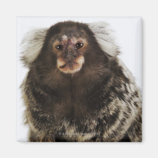 Marmoset in Weiß, nah, Studio Magnet (Vorne)