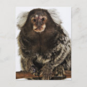 Marmoset in Weiß, nah, Studio Postkarte (Vorderseite)