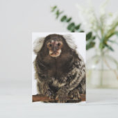 Marmoset in Weiß, nah, Studio Postkarte (Stehend Vorderseite)