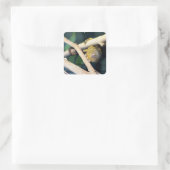 Marmoset Monkey Hallo da, Sticker (Tasche)