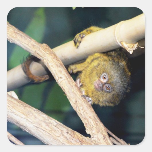 Marmoset Monkey Hallo da, Sticker (Vorderseite)