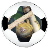 Marmoset Monkey Hi There, Fußball Ball (Gedreht)