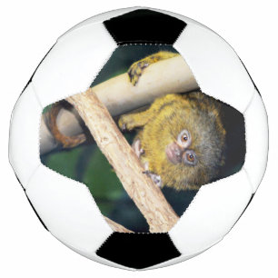 Marmoset Monkey Hi There, Fußball Ball