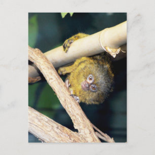Marmoset Monkey Hi There, Postcard Postkarte