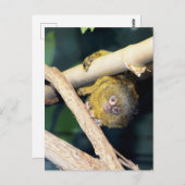 Marmoset Monkey Hi There, Postcard Postkarte (Vorne/Hinten)